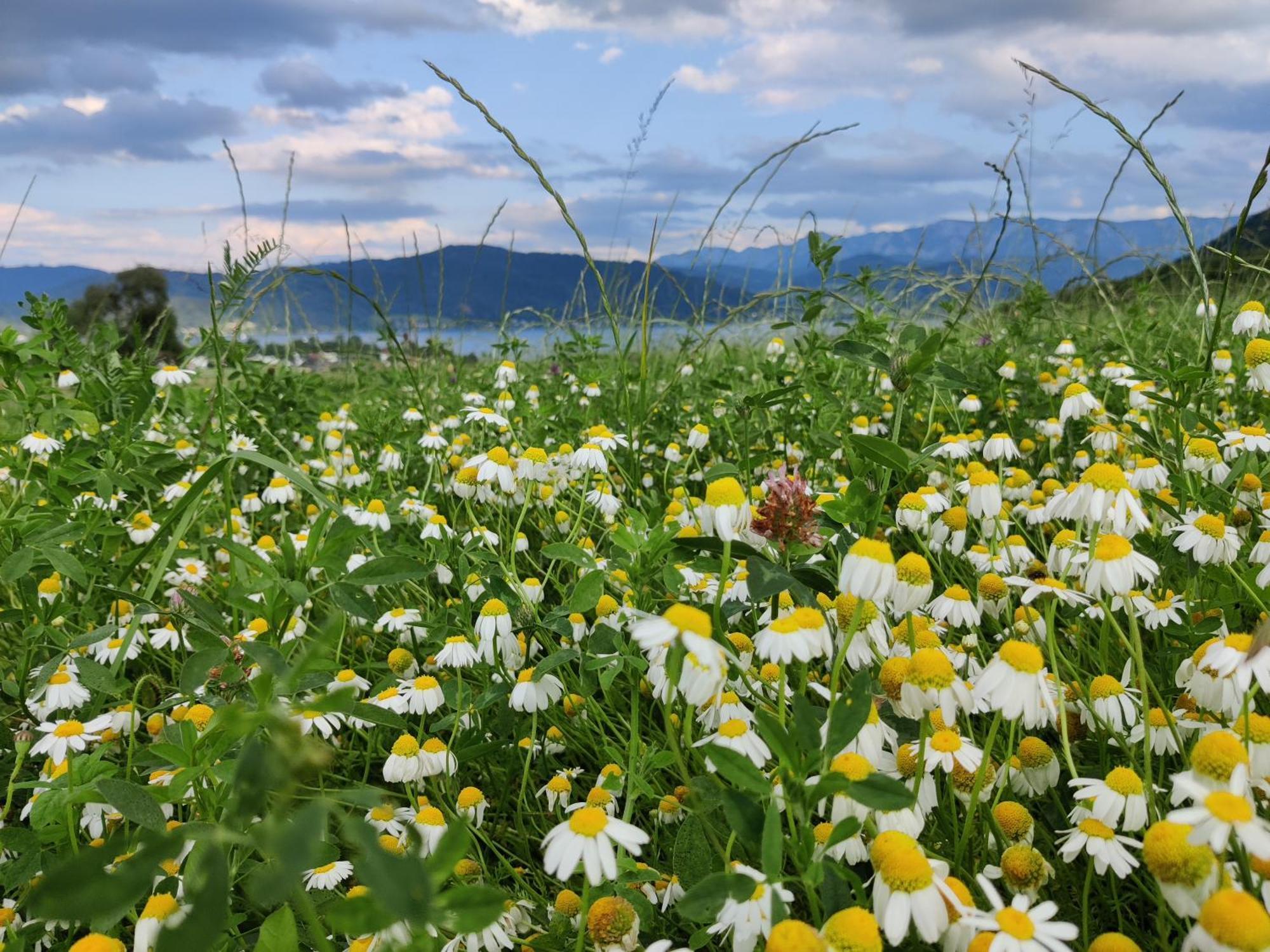 Pension Holzapfel Sankt Georgen im Attergau Kültér fotó