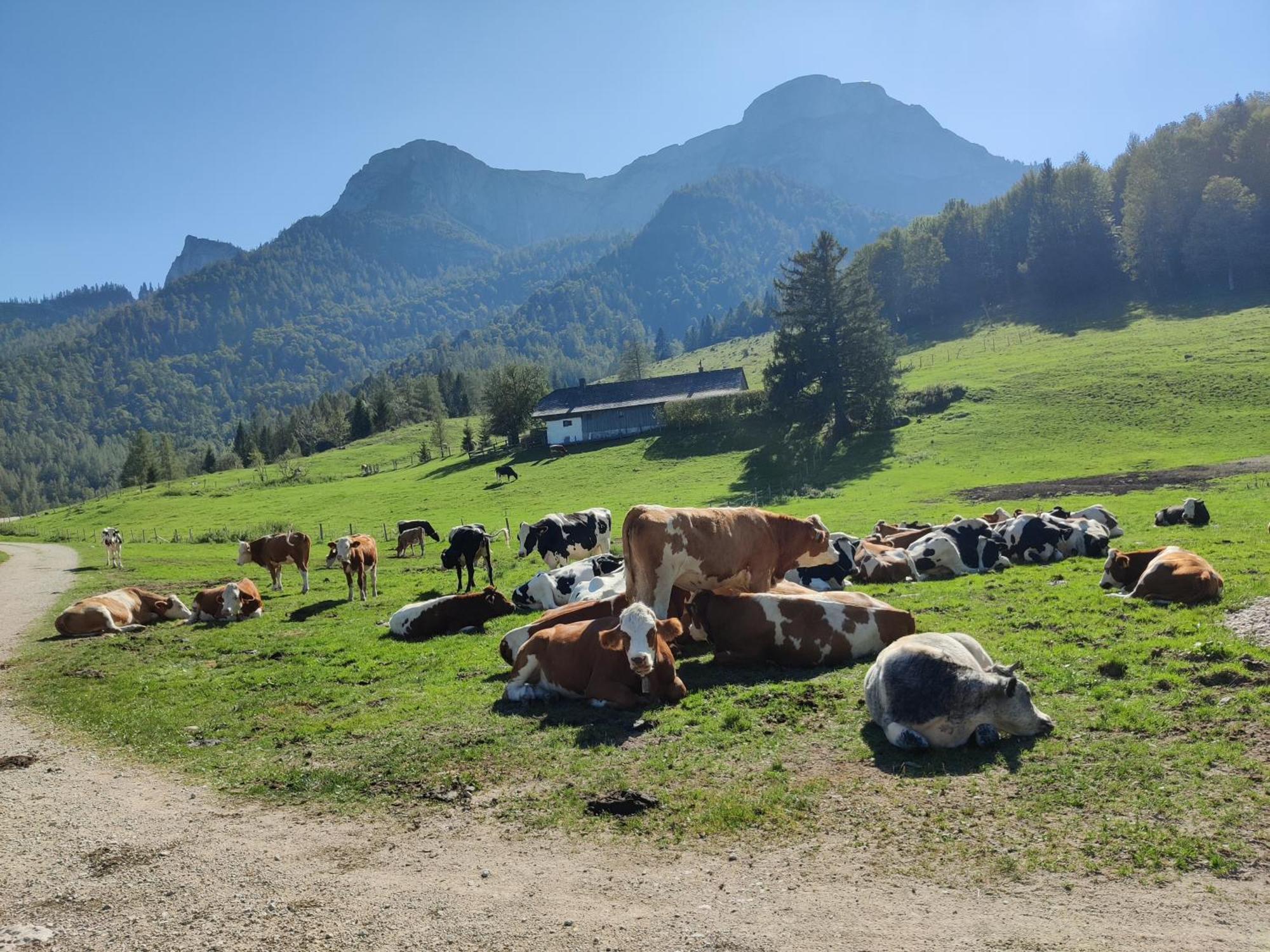 Pension Holzapfel Sankt Georgen im Attergau Kültér fotó