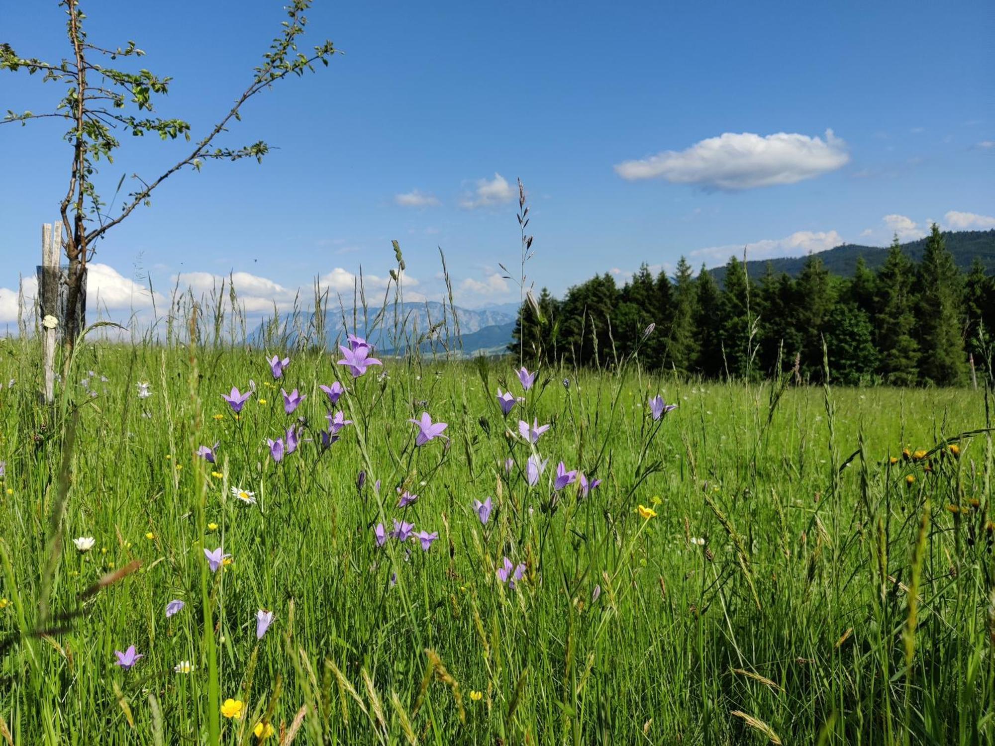 Pension Holzapfel Sankt Georgen im Attergau Kültér fotó